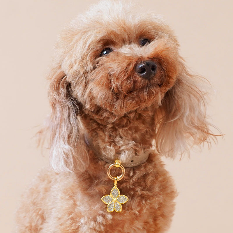 agapeコレクション Agapanthus