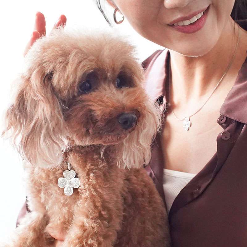 agapeコレクション Agapanthus