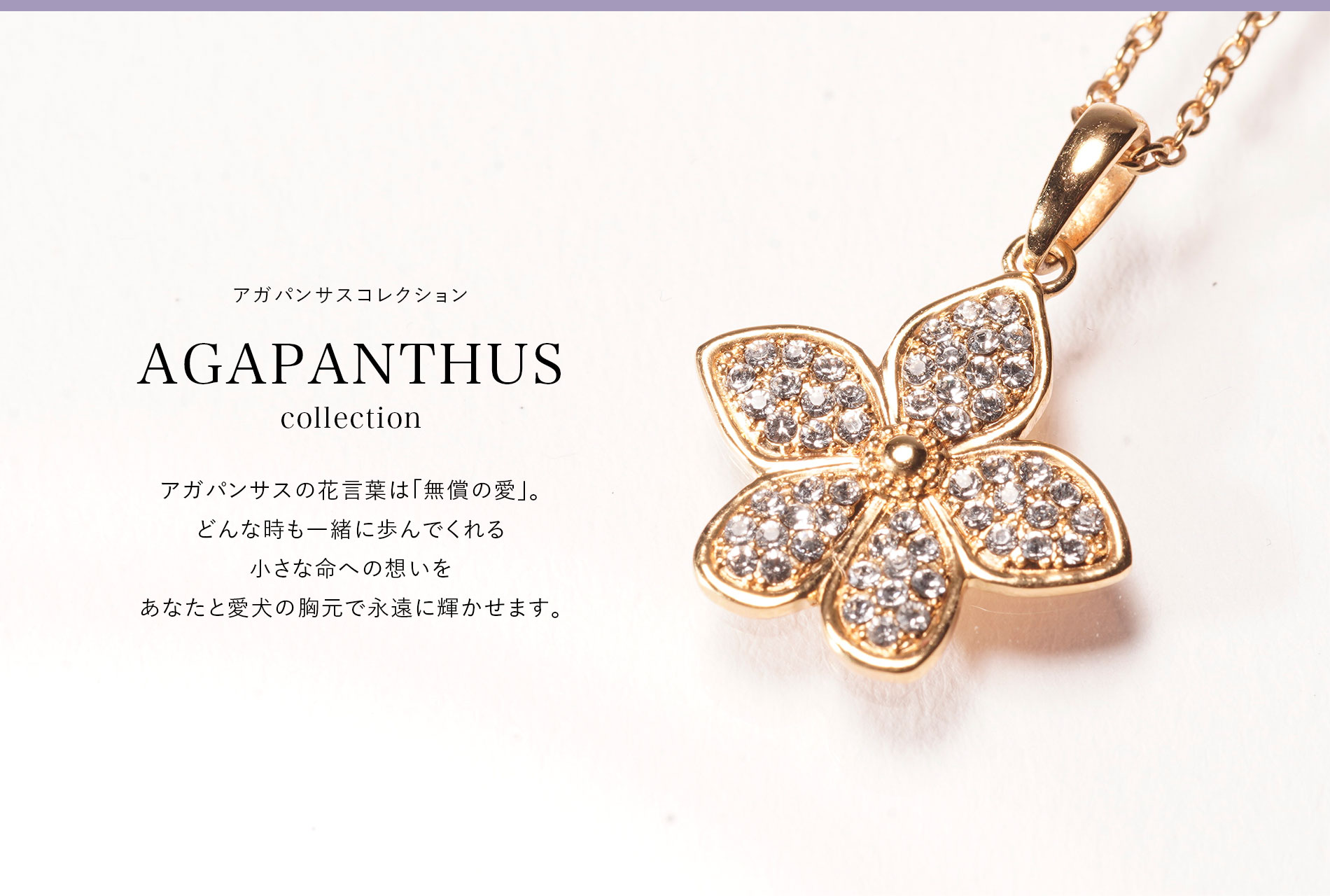 AGAPANTHUS collection