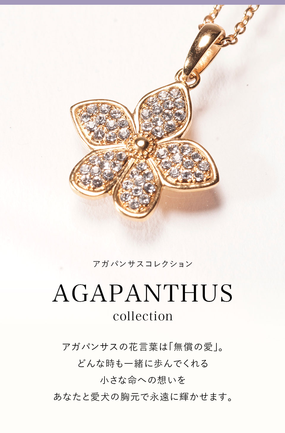 AGAPANTHUS collection