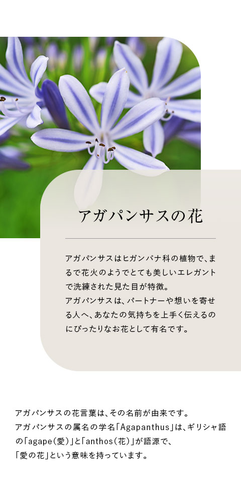 アガパンサスの花