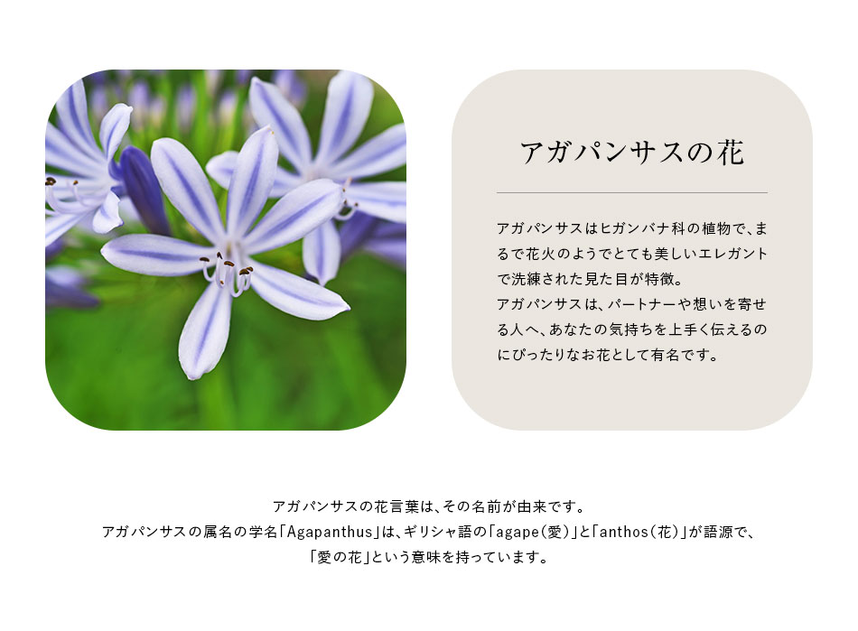 アガパンサスの花