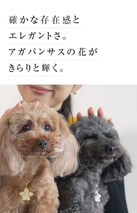 アガパンサスの花