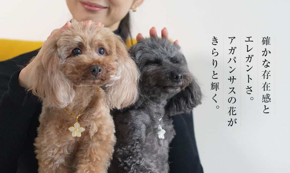 アガパンサスの花