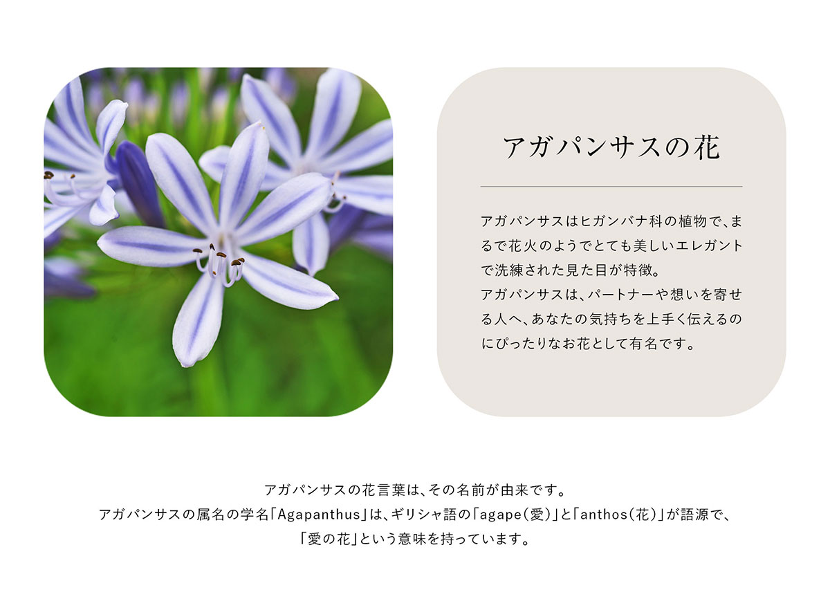 アガパンサスの花