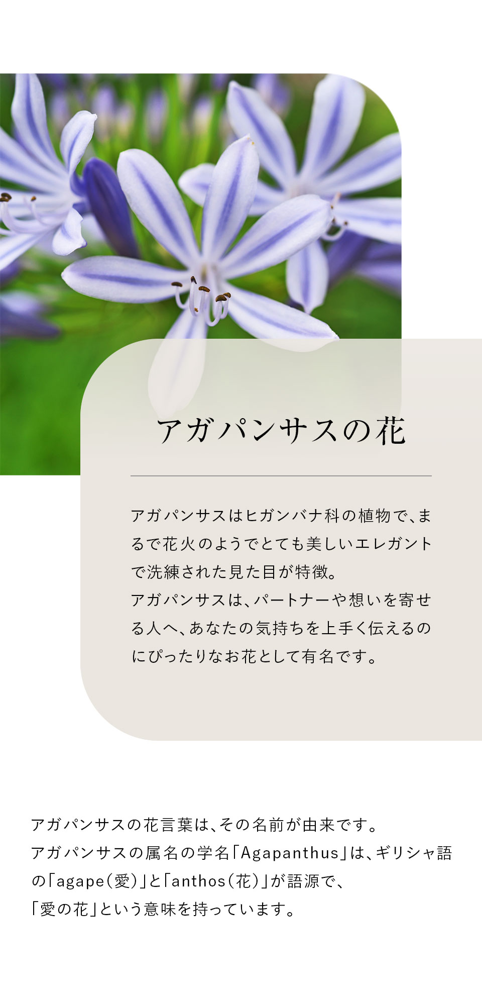 アガパンサスの花